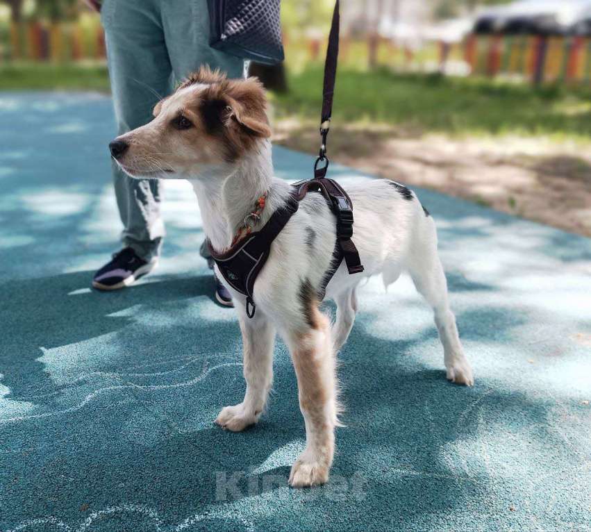 Собаки в Москве: Космический щенок Плутон Мальчик, Бесплатно - фото 2