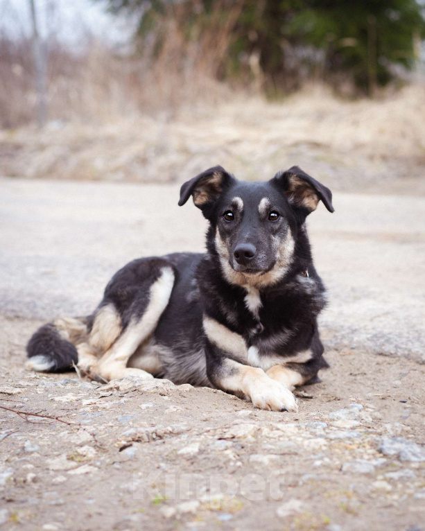 Собаки в Москве: Собака-инвалид ищет заботливые руки Девочка, Бесплатно - фото 4