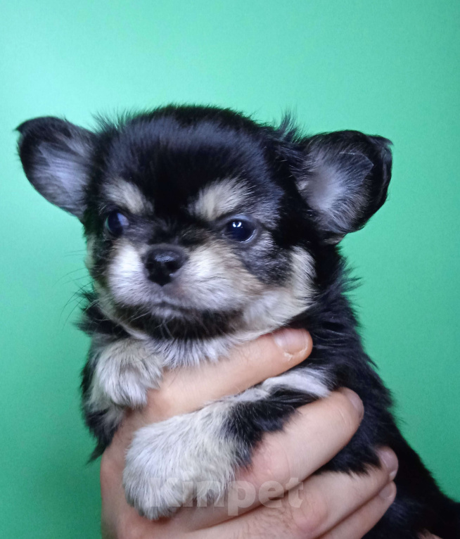Собаки в Санкт-Петербурге: Щенок чихуахуа, длинношерстная девочка нарядного окраса Девочка, 60 000 руб. - фото 2