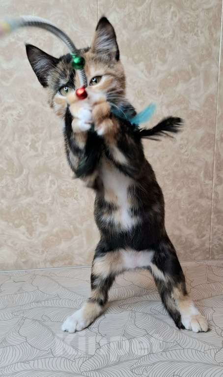 Кошки в Москве: Котёнок с интересным окрасом в добрые руки  Девочка, Бесплатно - фото 7