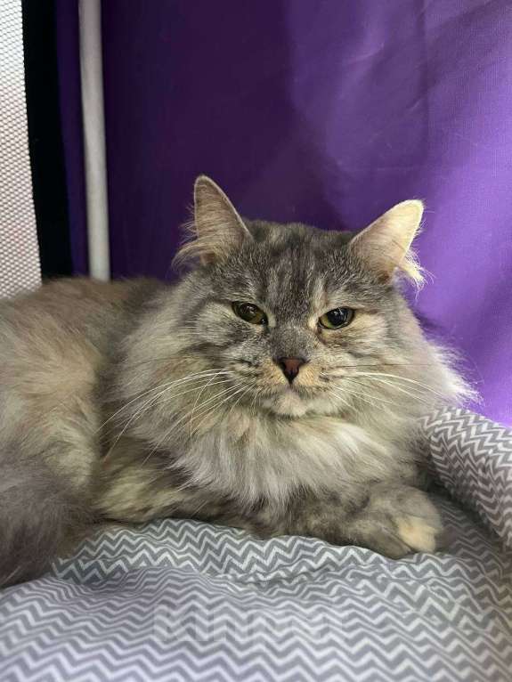 Кошки в Москве: Кошка-императрица Девочка, Бесплатно - фото 4