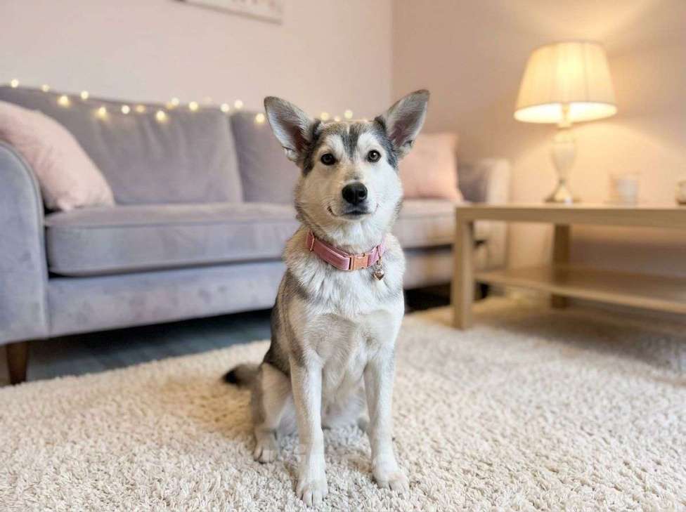 Собаки в Москве: Щенок в добрые руки Девочка, Бесплатно - фото 4