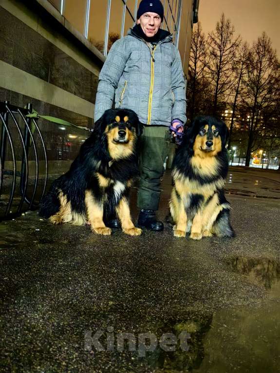 Собаки в Санкт-Петербурге: Щенки Банхара  Девочка, 75 000 руб. - фото 5