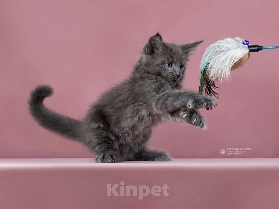 Кошки в Санкт-Петербурге: Мейн-кун Енисей Мальчик, Бесплатно - фото 4