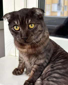 Котенку грозит улица, потому что это девочка, а не мальчик