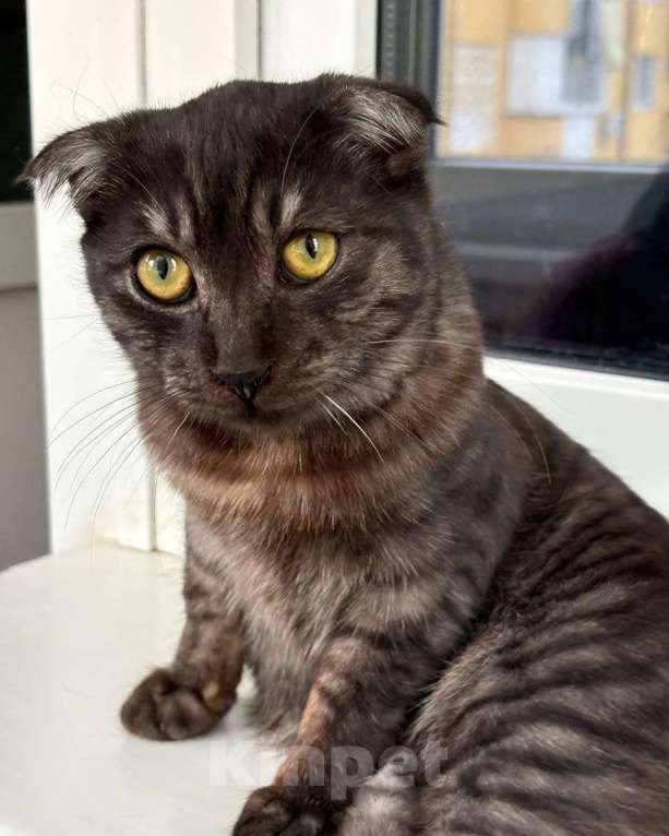 Кошки в Москве: Котенку грозит улица, потому что это девочка, а не мальчик Девочка, Бесплатно - фото 1