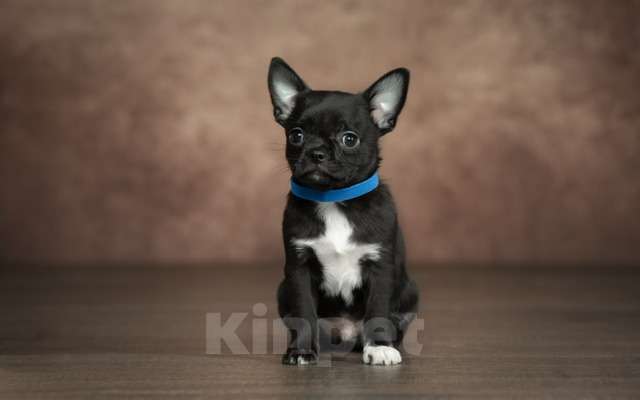 Собаки в Выборге: Мальчик чихуахуа гладкошерстный Мальчик, Бесплатно - фото 2