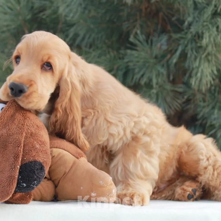 Собаки в Набережных Челнах: Щенки Английского кокер спаниеля Мальчик, 40 000 руб. - фото 4