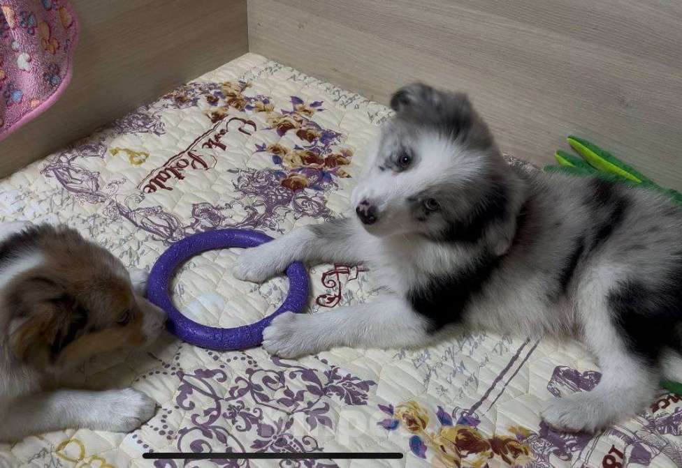 Собаки в других городах Московской области: Бордер колли мраморный щенок Мальчик, 70 000 руб. - фото 7