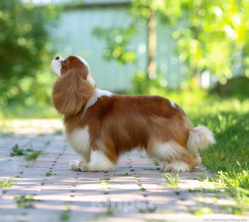 Собаки в других городах Московской области: Предлагается для вязки кавалер кинг чарльз спаниель Мальчик, 50 000 руб. - фото 2