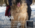 Собаки в Москве: Пальма 2 года! Девочка, Бесплатно - фото 8