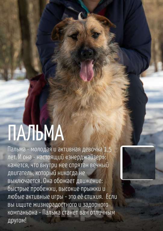 Собаки в Москве: Пальма 2 года! Девочка, Бесплатно - фото 8
