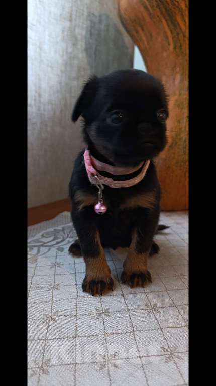 Собаки в Новосибирске: продам щенков Пти-брабансонов Девочка, 65 000 руб. - фото 1