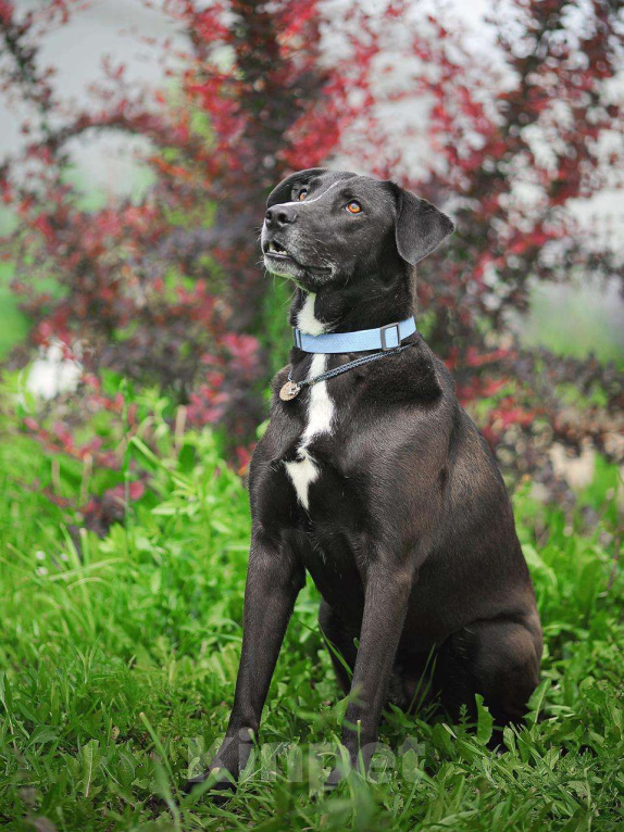 Собаки в Москве: Настоящий джентельмен Мальчик, Бесплатно - фото 5