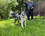 Собаки в Москве: Янис хаски ищет дом  Мальчик, Бесплатно - фото 4