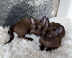 Кошки в Москве: Бурманские котята соболь.Бронирование! Мальчик, 80 000 руб. - фото 1