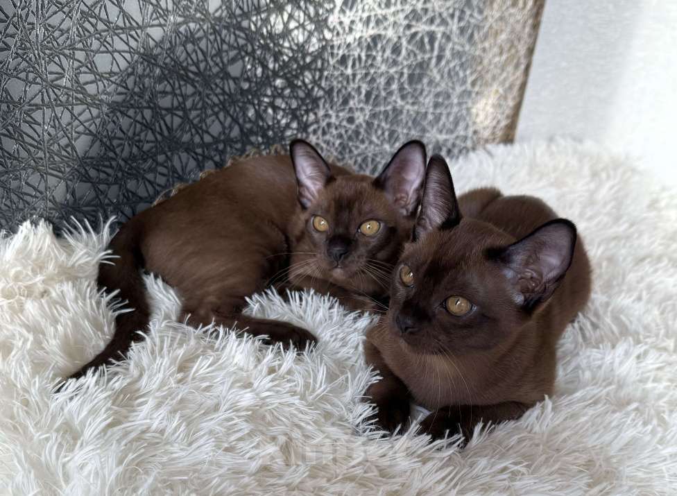 Кошки в Москве: Бурманские котята соболь.Бронирование! Мальчик, 80 000 руб. - фото 1