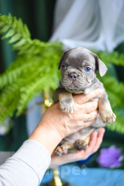Собаки в Москве: очаровательный мальчик лиловый с подпалом Мальчик, 75 000 руб. - фото 2