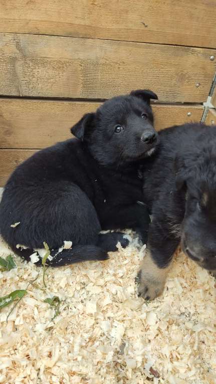 Собаки в Санкт-Петербурге: Отдам щенка бесплатно Девочка, Бесплатно - фото 4
