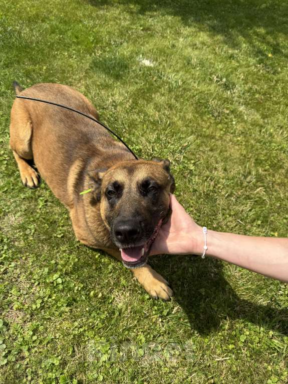 Собаки в Москве: Джесс Девочка, 25 000 руб. - фото 10