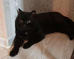 Кошки в Москве: Черный зеленоглазый кот  Мальчик, Бесплатно - фото 9