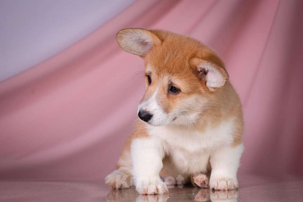 Собаки в Москве: Продам щенка вельш корги пемброк Девочка, 70 000 руб. - фото 2