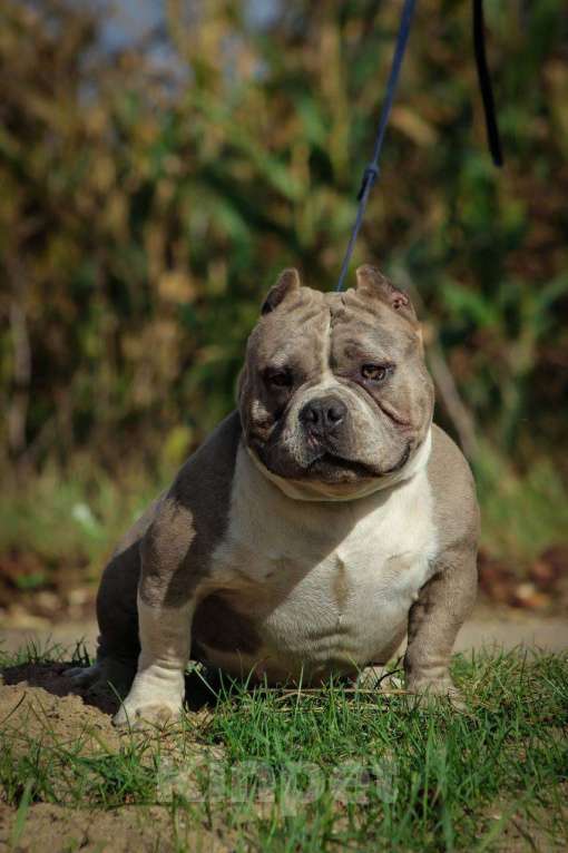 Собаки в Москве: Американский булли микро мальчик Мальчик, 170 000 руб. - фото 8