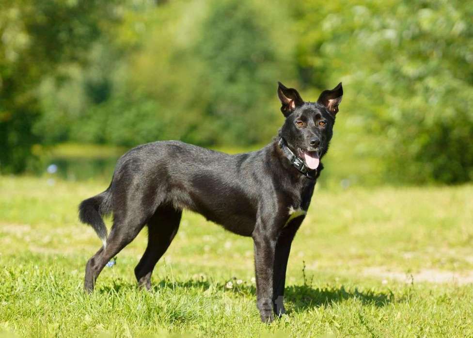 Собаки в Балашихе: сама грация и красота в этой собаке , Рада ищет семью Девочка, Бесплатно - фото 2