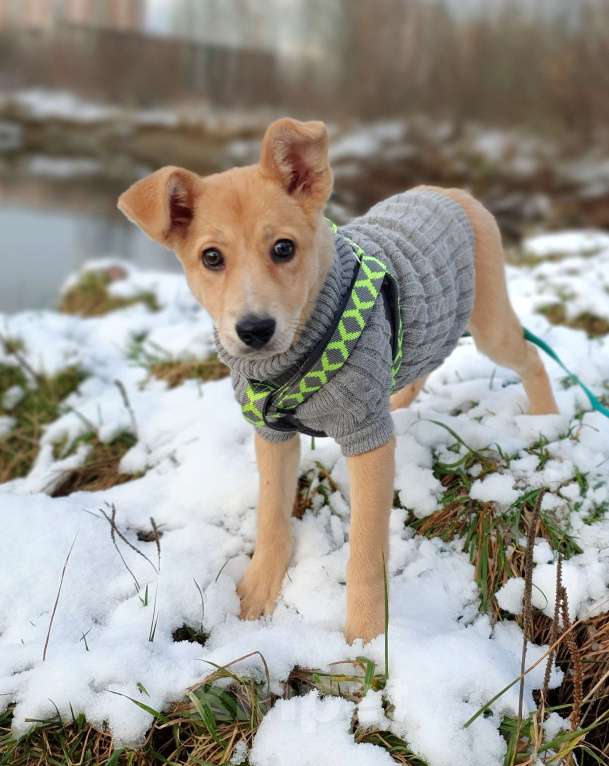 Собаки в Москве: Небольшая девочка щенок Девочка, Бесплатно - фото 5