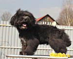 Собаки в Москве: мальтипу мини и микро, бэби фейс Мальчик, 100 000 руб. - фото 2
