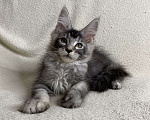 Кошки в Дмитрове: Черная серебристая тикированная девочка мейн кун Sakura  Девочка, 30 000 руб. - фото 3