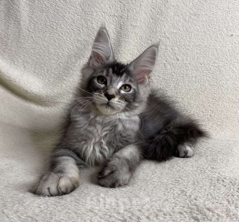 Кошки в Дмитрове: Черная серебристая тикированная девочка мейн кун Sakura  Девочка, 30 000 руб. - фото 3