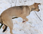 Собаки в Волгограде: Метис стаффорширского терьера Девочка, 1 руб. - фото 6