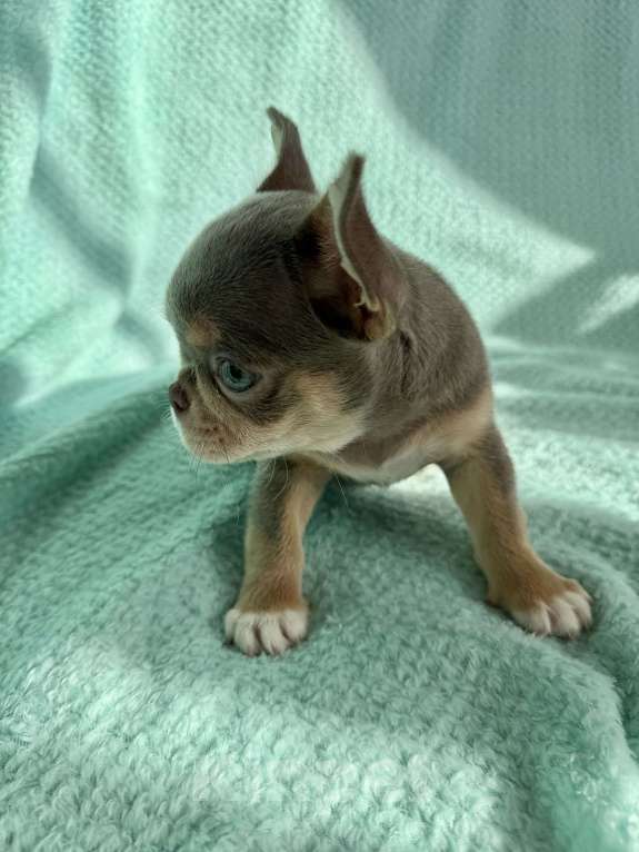 Собаки в Ижевске: Щенок чихуахуа Мальчик, 80 000 руб. - фото 4