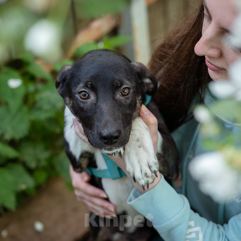 Собаки в Москве: Щенок гладкошерстная девочка Девочка, Бесплатно - фото 1