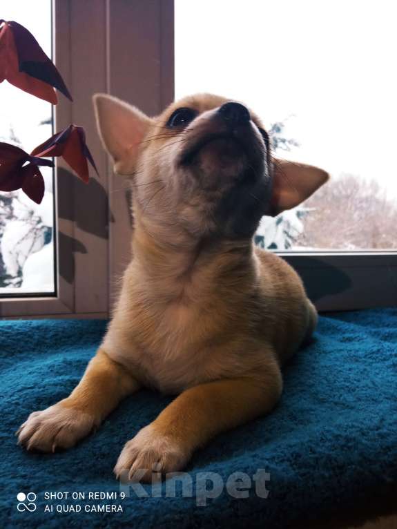 Собаки в других городах Московской области: Тэдди  Мальчик, 12 000 руб. - фото 2