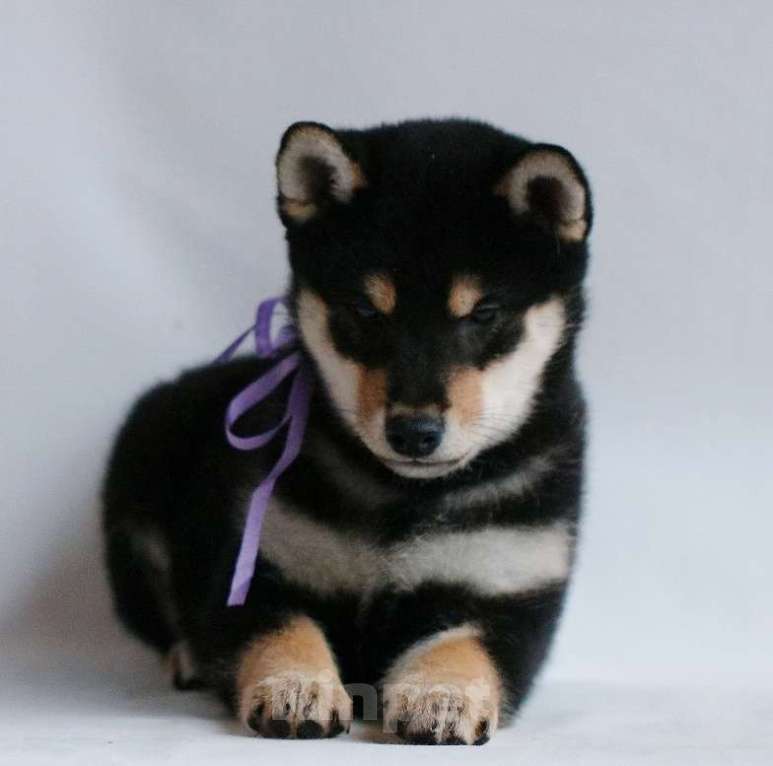 Собаки в других городах Тверской области: Ёкен Мальчик, 60 000 руб. - фото 2