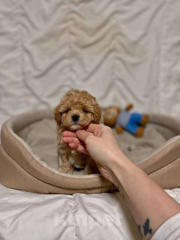 Собаки в Ростове-на-Дону: Щенок мальтипу f1 Девочка, 130 000 руб. - фото 1