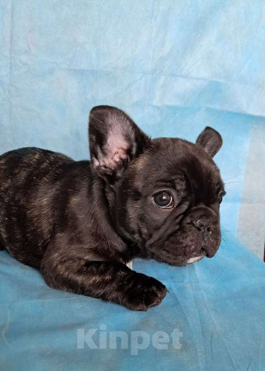 Собаки в Ижевске: Ищем хозяина. Девочка, 50 000 руб. - фото 2