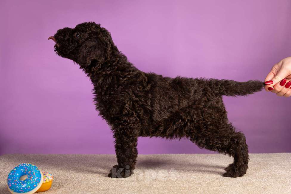 Собаки в Москве: ERMAYT Мальчик, 120 000 руб. - фото 4