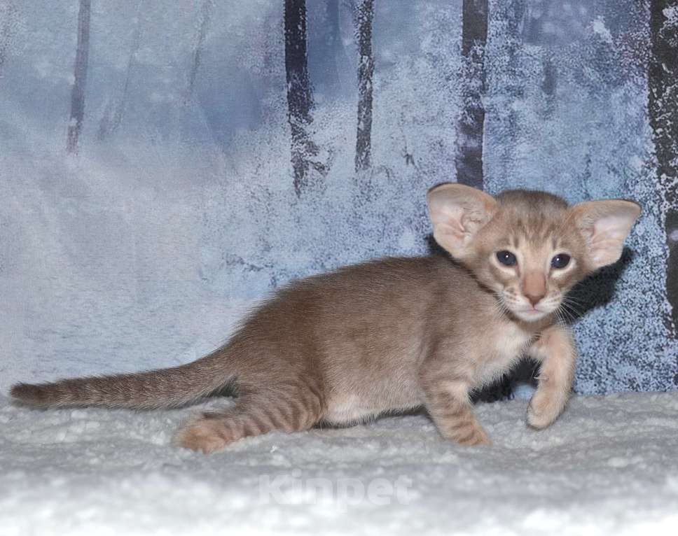 Кошки в Глазове: кот Компот Мальчик, 50 000 руб. - фото 6