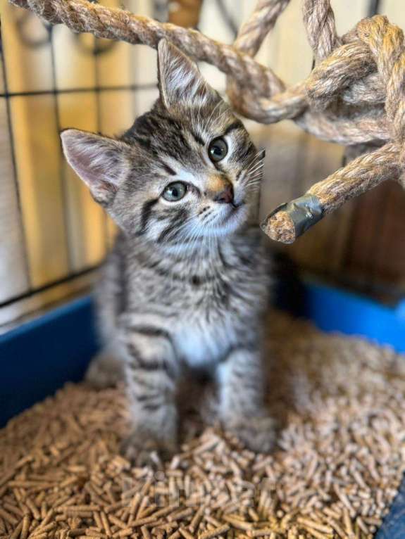 Кошки в Москве: Милый котёнок в добрые руки  Мальчик, Бесплатно - фото 4