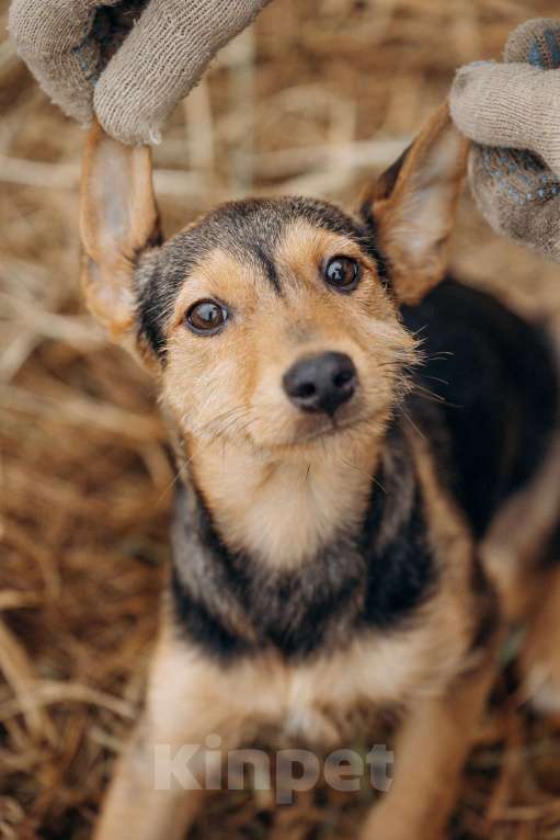 Собаки в Москве: Малышка из приюта ищет дом Девочка, Бесплатно - фото 6