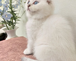 Кошки в Воронеже: Шотландские котята Девочка, 10 000 руб. - фото 2