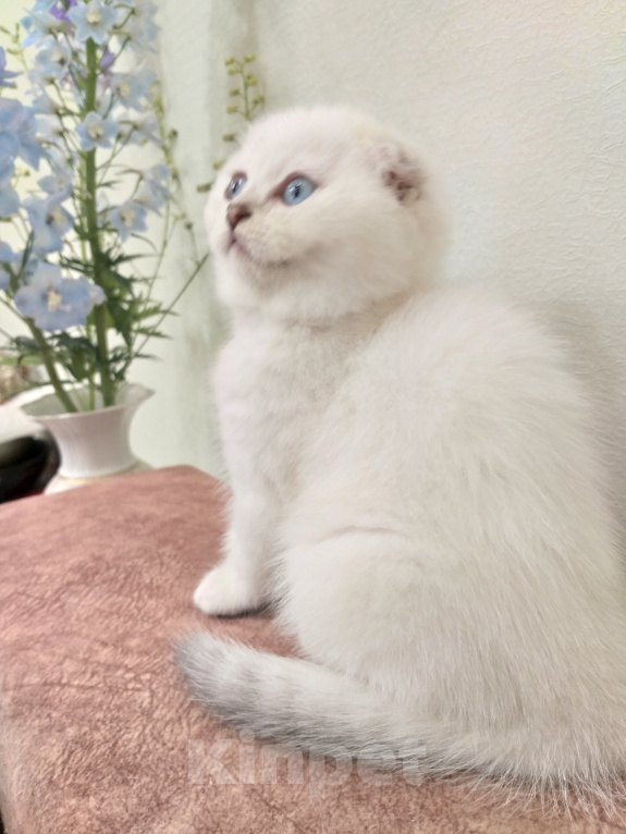 Кошки в Воронеже: Шотландские котята Девочка, 10 000 руб. - фото 2