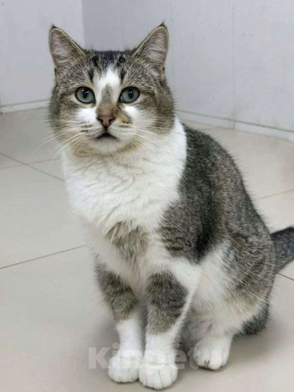 Кошки в Москве: Марк ищет дом Мальчик, Бесплатно - фото 2