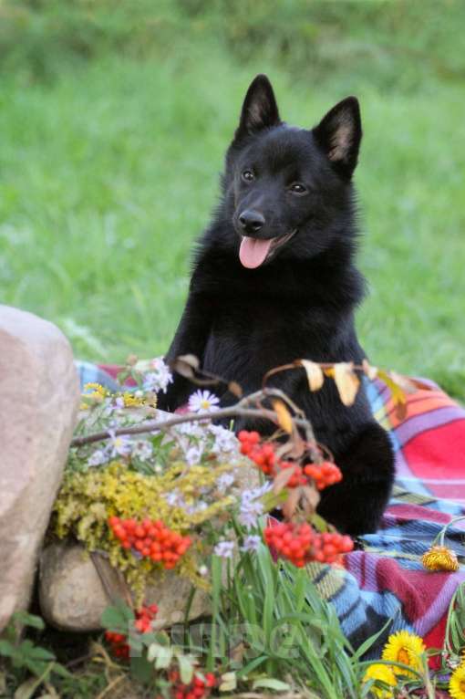 Собаки в других городах Московской области: красавец мальчик Мальчик, 60 000 руб. - фото 2