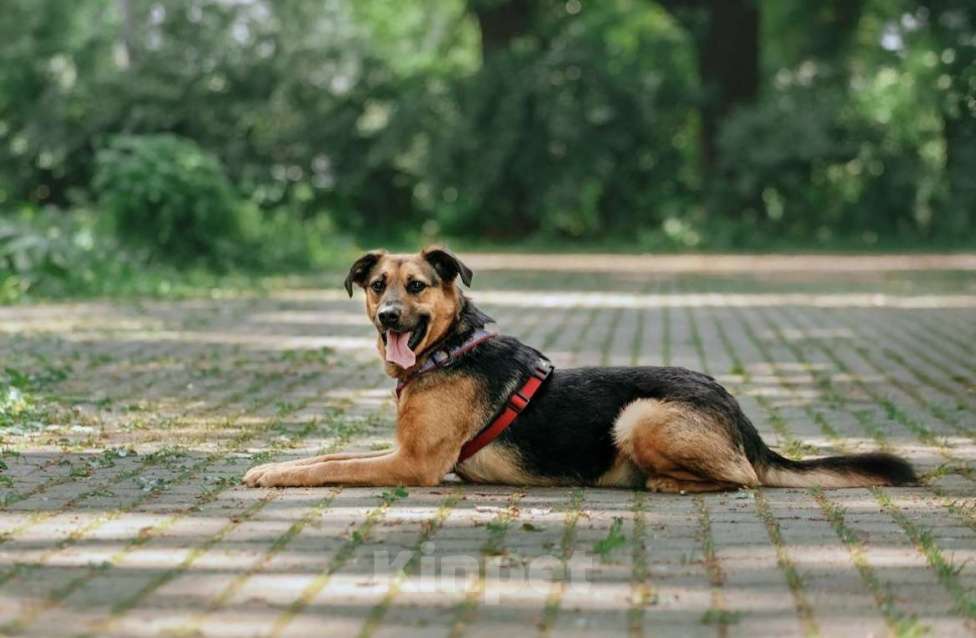 Собаки в Москве: Озорная Холли ищет дом Девочка, Бесплатно - фото 5