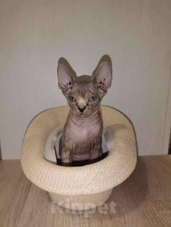 Кошки в Москве: Тигровая  Девочка, 45 000 руб. - фото 5