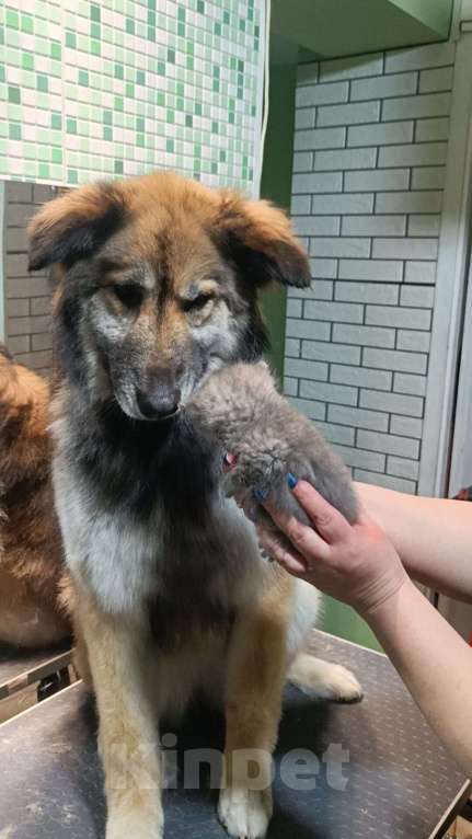 Собаки в Москве: Баста Девочка, Бесплатно - фото 2